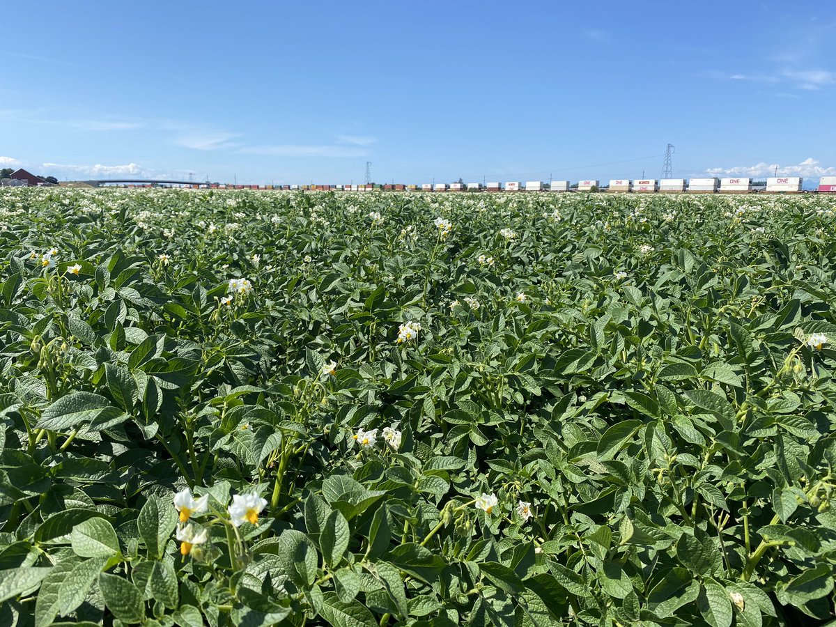 I was working down on the coast looking at several potato fields. Looking good! #bcpotatoes <a href="/syngentacanada/">Syngenta Canada</a>