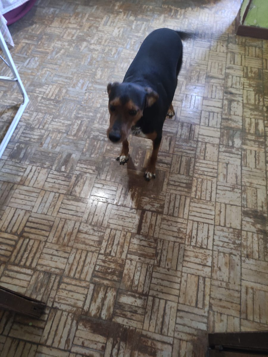 silvia mensegar tweet media