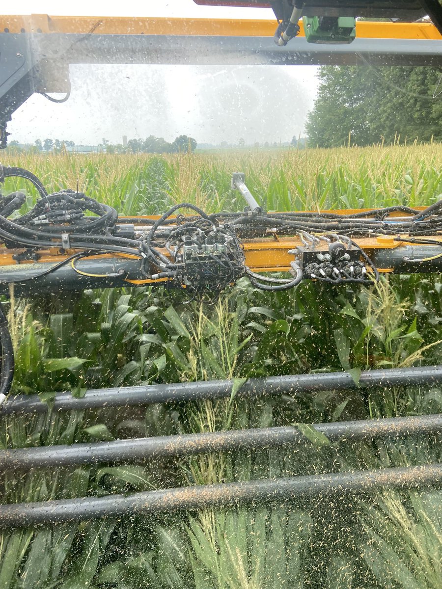 Tickling tassels at 11.5 feet this AM with Miravis Neo. #allinone