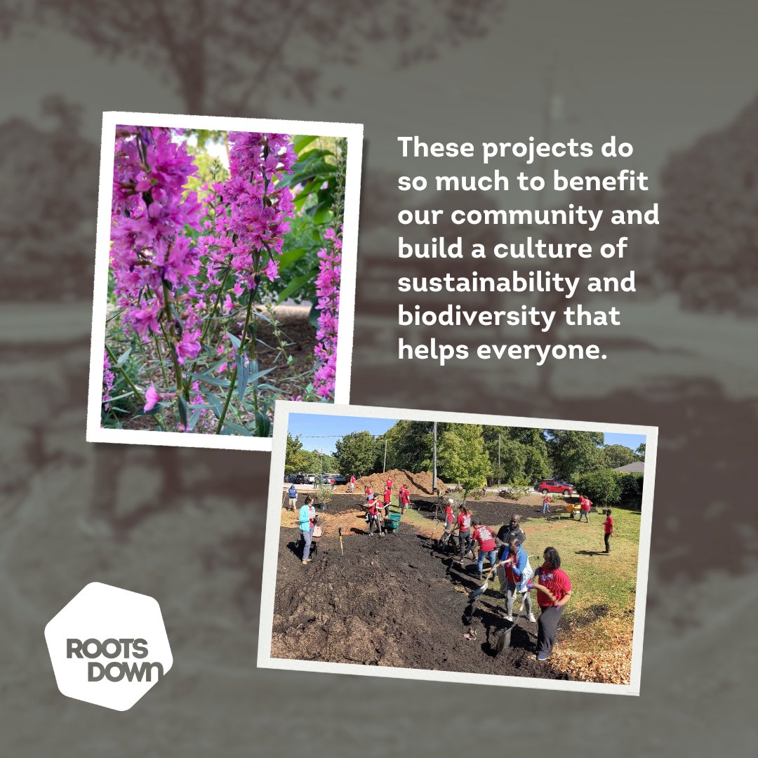 Roots Down tweet media