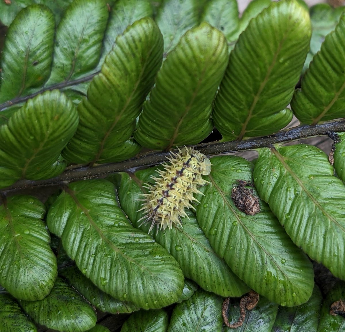 StHelenaPeaksNP's tweet photo. The #StHelenaCloudForestProject is restoring &amp; expanding #cloudforest habitat in the Peaks NP. We are securing this precious resource for our water, wildlife &amp; people, for generations to come.

More: https://t.co/aT8ZLou81y 

#WorldNatureConservationDay #GenerationRestoration https://t.co/eIAMCp2kl1
