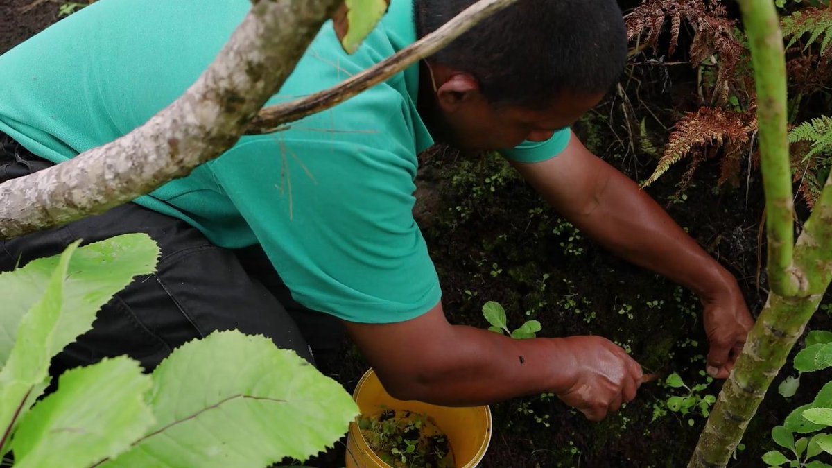 StHelenaPeaksNP's tweet photo. The #StHelenaCloudForestProject is restoring &amp; expanding #cloudforest habitat in the Peaks NP. We are securing this precious resource for our water, wildlife &amp; people, for generations to come.

More: https://t.co/aT8ZLou81y 

#WorldNatureConservationDay #GenerationRestoration https://t.co/eIAMCp2kl1