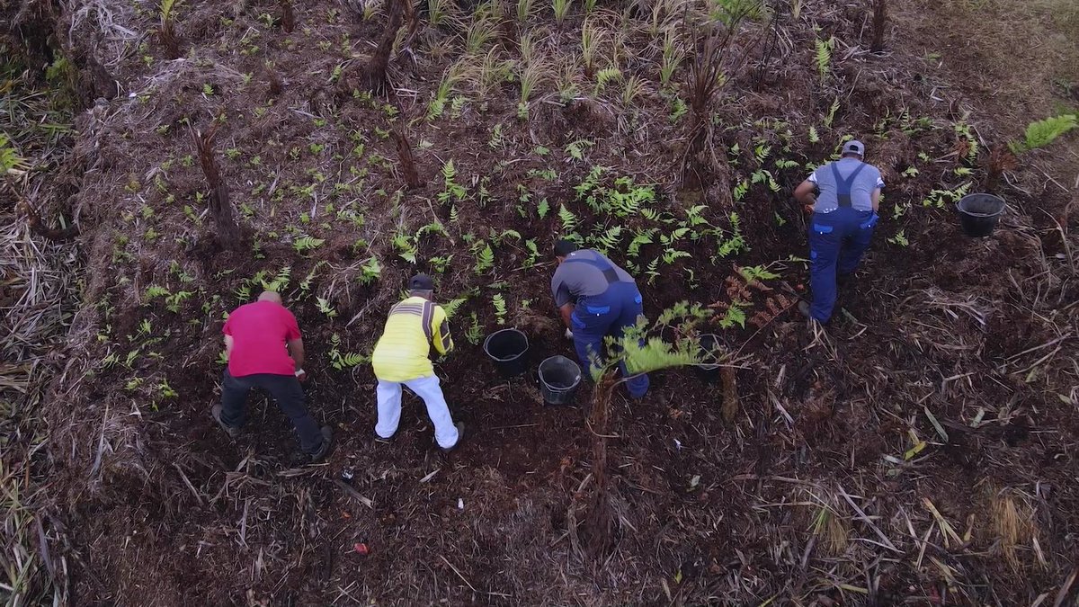 StHelenaPeaksNP's tweet photo. The #StHelenaCloudForestProject is restoring &amp; expanding #cloudforest habitat in the Peaks NP. We are securing this precious resource for our water, wildlife &amp; people, for generations to come.

More: https://t.co/aT8ZLou81y 

#WorldNatureConservationDay #GenerationRestoration https://t.co/eIAMCp2kl1