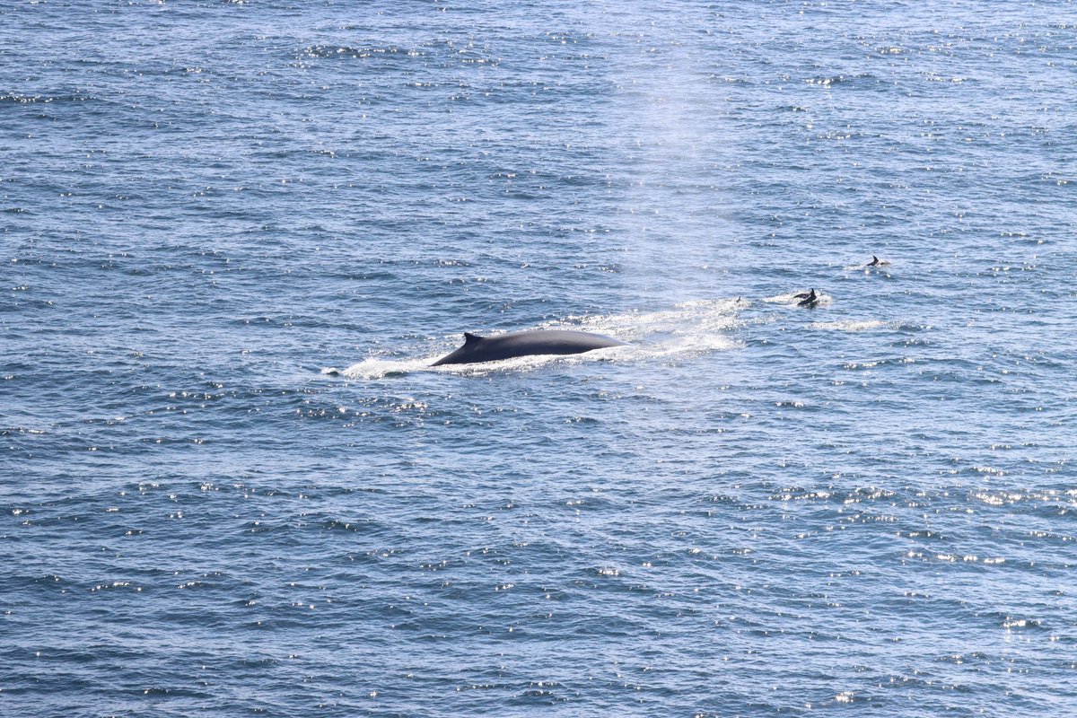 CetaceanData's tweet image. Today is #WorldNatureConservationDay 🦎🦭🌿- data is needed to create effective conservation strategies for cetaceans and the #JCDP offers a platform to collate the records and improve data accessibility 

📸Nikki Taylor