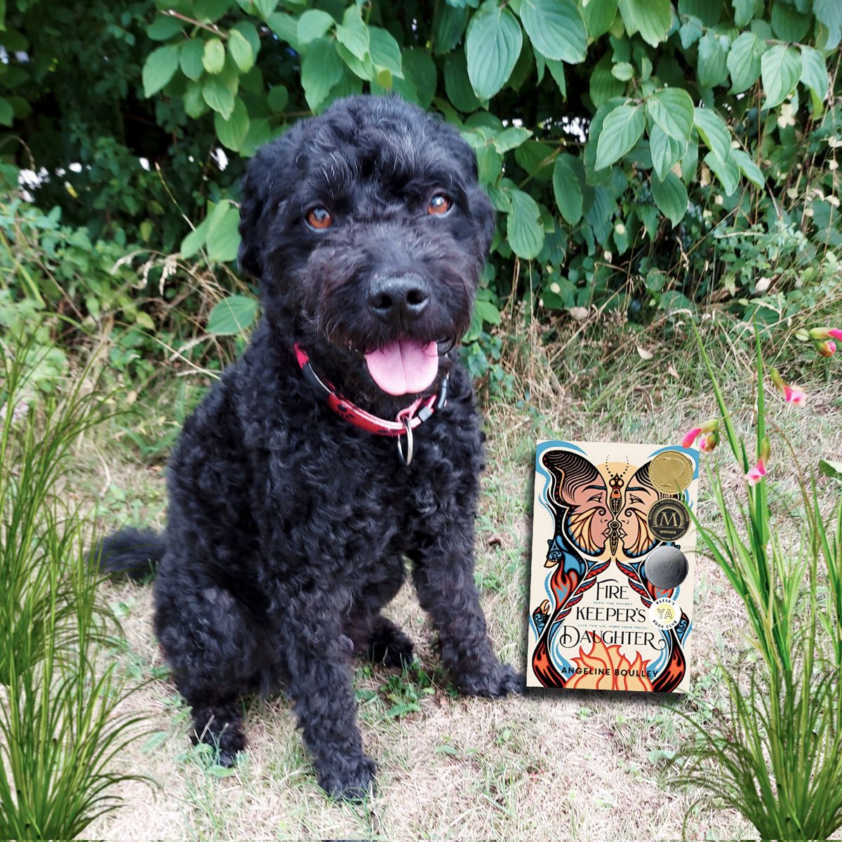 I finally got to read Firekeeper's Daughter by @FineAngeline, and I can definitely say it lives up to the hype! Highly recommended! Plus, it makes me want to get back to Michigan. And My Reading Buddy would love to sniff his way through the woods of the U.P.! #amreading