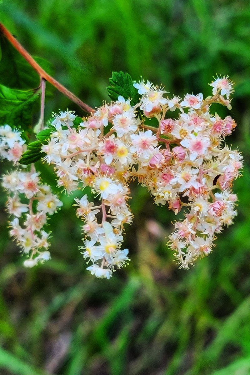 wander4insp's tweet image. Trailside wildflowers.
Some of the blooming beauties in Lair o’ the Bear Park, which, according to the Plantnet app, are aspen daisy, showy goldeneye, wild bergamot, and the shrub, ocean spray.
#JeffCoTrails #Wildflowers #ColoradoTrails
