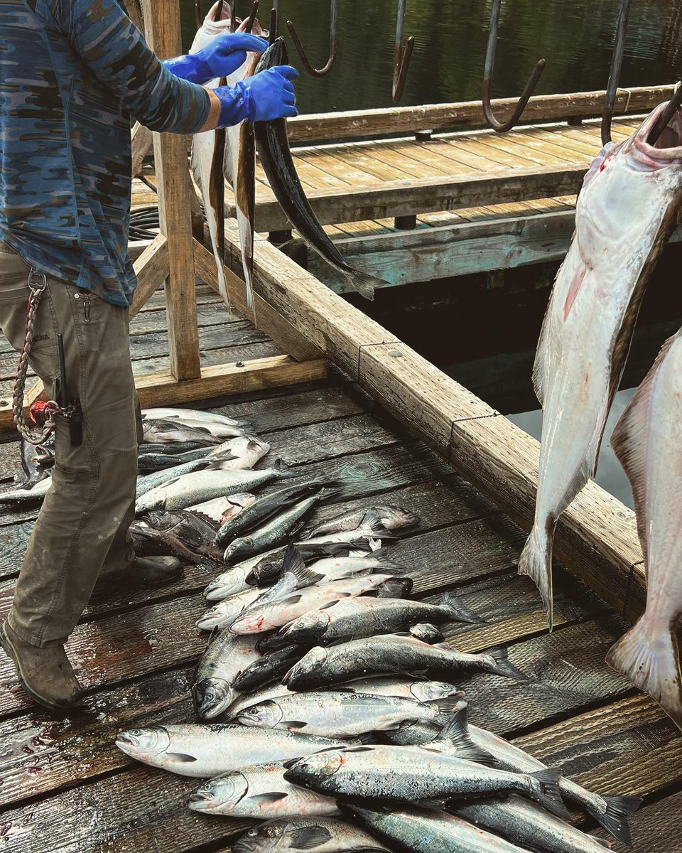 SteamboatBay's tweet photo. 📷 by @higgspeed: Alaska x Steamboat Bay Fishing Club Part II: 
Some of my favorite portrait oriented photos I took over the weekend 📸
... Thanks for sharing these! It's a gift for us to share beautiful times with our guests. #SteamboatBayFishingClub #SalmonFishing #Alaska https://t.co/QRvWp7lHh1