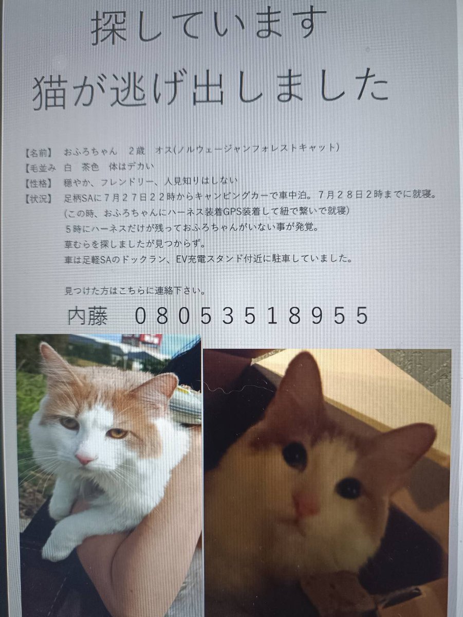 furoharatori's tweet photo. 皆様暖かいリツイートありがとうございます🙇
失踪から24時間近くが経とうとしています。
現在も足柄SAで飼い猫を探してます。
足柄SAのみたらし団子屋さん等、このチラシを貼っていただきました。
協力ありがとうございます。

警察には朝5時の時点で届け出は出しています。見つけた方ご連絡下さい。 https://t.co/0he2yO778e