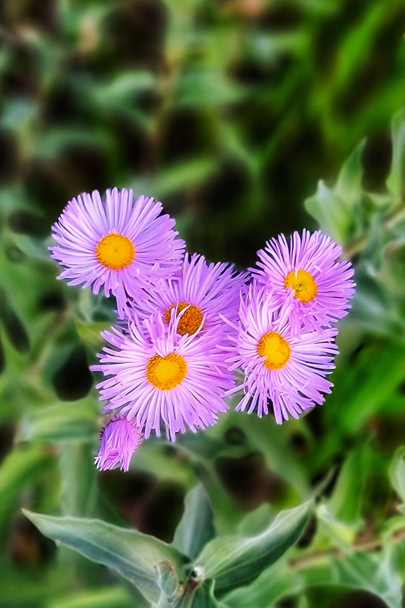 wander4insp's tweet image. Trailside wildflowers.
Some of the blooming beauties in Lair o’ the Bear Park, which, according to the Plantnet app, are aspen daisy, showy goldeneye, wild bergamot, and the shrub, ocean spray.
#JeffCoTrails #Wildflowers #ColoradoTrails