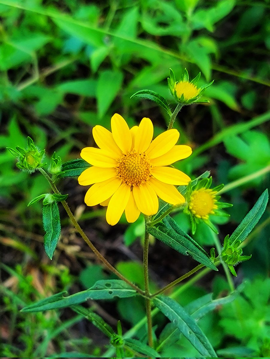 wander4insp's tweet image. Trailside wildflowers.
Some of the blooming beauties in Lair o’ the Bear Park, which, according to the Plantnet app, are aspen daisy, showy goldeneye, wild bergamot, and the shrub, ocean spray.
#JeffCoTrails #Wildflowers #ColoradoTrails
