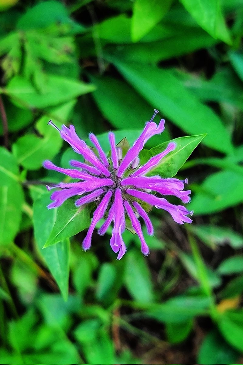 wander4insp's tweet image. Trailside wildflowers.
Some of the blooming beauties in Lair o’ the Bear Park, which, according to the Plantnet app, are aspen daisy, showy goldeneye, wild bergamot, and the shrub, ocean spray.
#JeffCoTrails #Wildflowers #ColoradoTrails