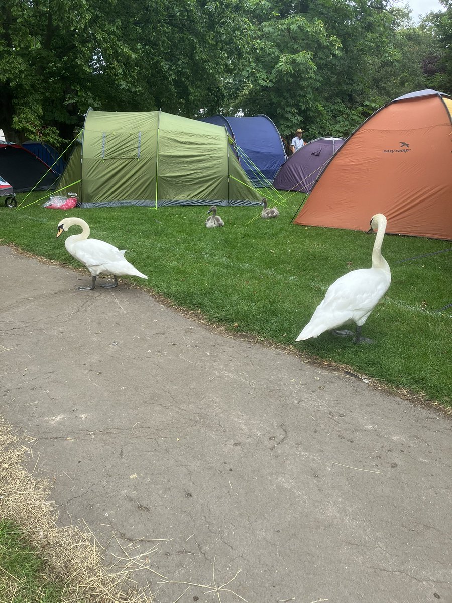 LimbCamb's tweet photo. Well they did say #Cambridge Folk Festival was unique… @camcitco https://t.co/QoXRLuO87A