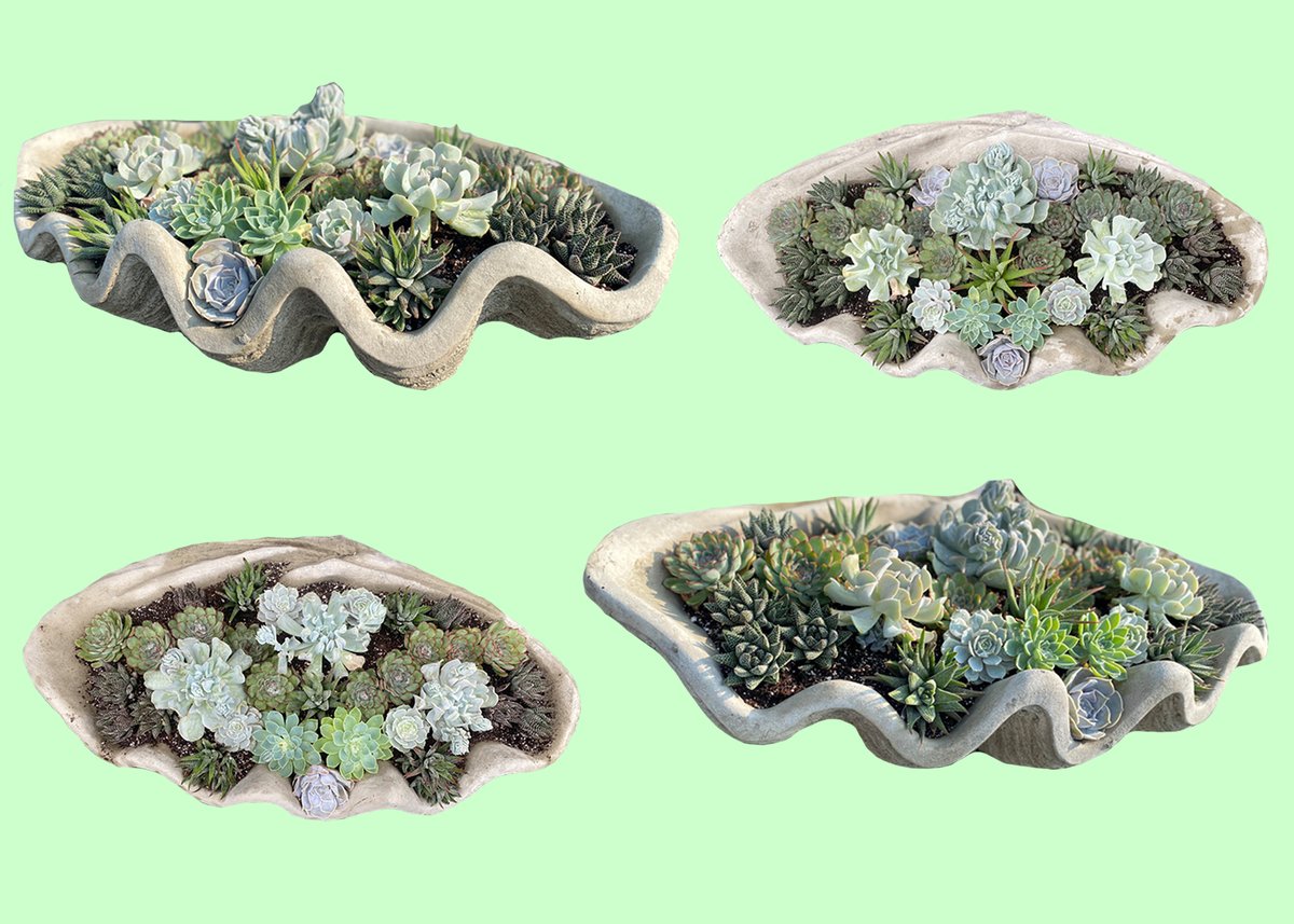 Succulent packed seashells available at Unlimited Earth Care Garden Market.

#unlimitedearthcare #gardencenter #Bridgehampton #succulents #planters #unique #oneofakind #design #Hamptonsstyle #summervibes #oceanlover