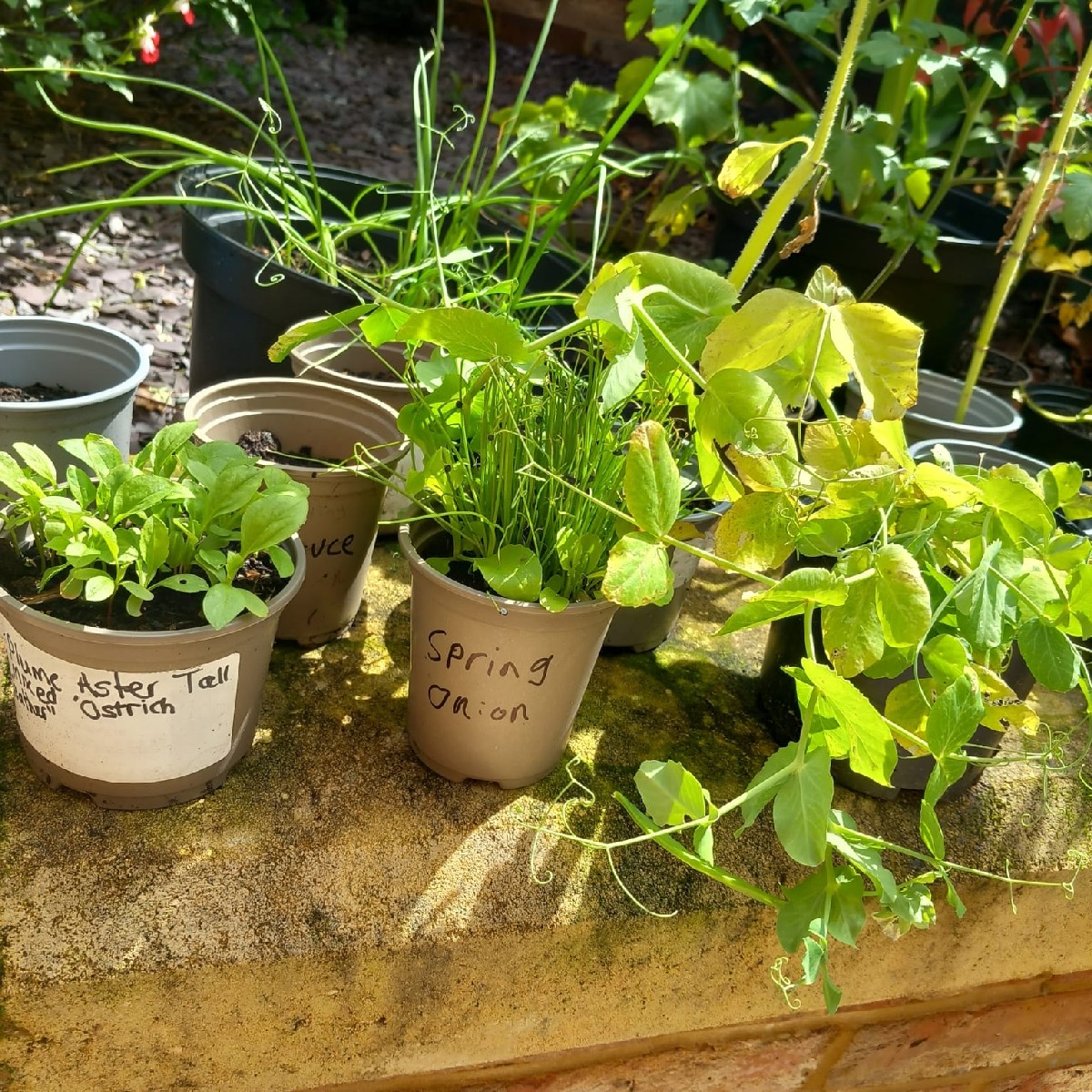 Priesty Fields Care Home tweet media