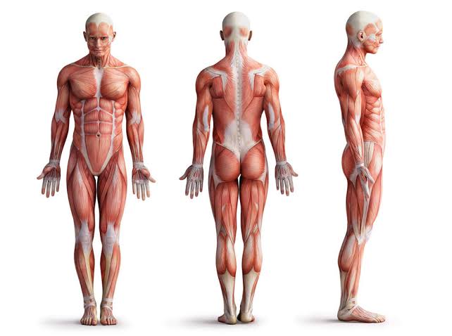 _fatosconhecido's tweet photo. Você sabia? Apesar do corpo humano parecer simétrico, se você traçar uma linha vertical e dividir o corpo de um adulto médio, com cerca de 70 kg, em duas partes exatamente iguais e colocar cada parte em uma balança você será preso por homicídio qualificado (Art. 121 do CP, §1°). https://t.co/FeI07pXyWT