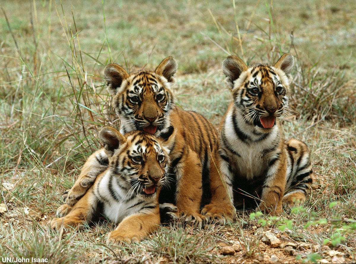 UN's tweet photo. In the last century, the global tiger population has fallen drastically.

Illegal trade, habitat loss &amp; poaching are some of the major threats 🐯🐅 face.

On Saturday's #InternationalTigerDay, spread the word &amp; encourage others to help protect big cats. https://t.co/BWqXPvWMcr