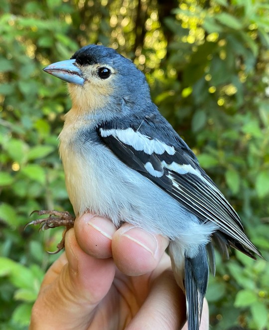 Borja Milá tweet media