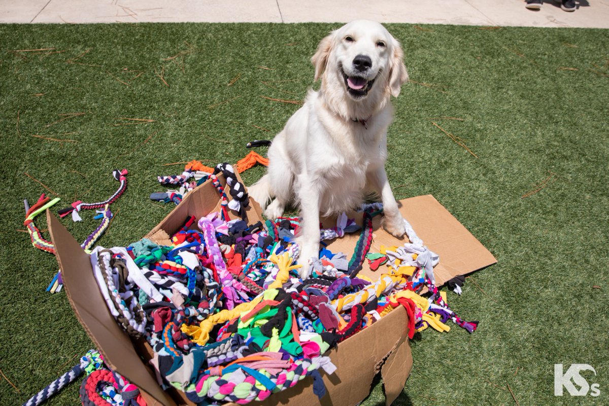Service Dog Paradise 🏝= A special delivery from @NavyFederal
 
The  team came together to make these paracord tug toys! We know that play & enrichment is equally as important as training time, so a big THANK YOU for making this possible for our #ServiceDogs. 
#NavyFederalServes