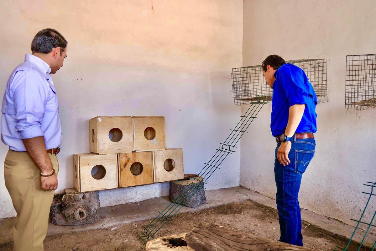 GobSanNicolas's tweet photo. U.M.A ZONA TLACUACHE🦝🪵

Inicia el primer centro de rescate para tlacuaches, el cual dará asilo y atención médica, a estos marsupiales 

¿Qué debo de hacer si veo un tlacuache? Llama a Casa de Bienestar 📞 8181581218 o a Emergencias SN 📞 8181581330 @daniel_carrillo https://t.co/EJemEfr0Wz
