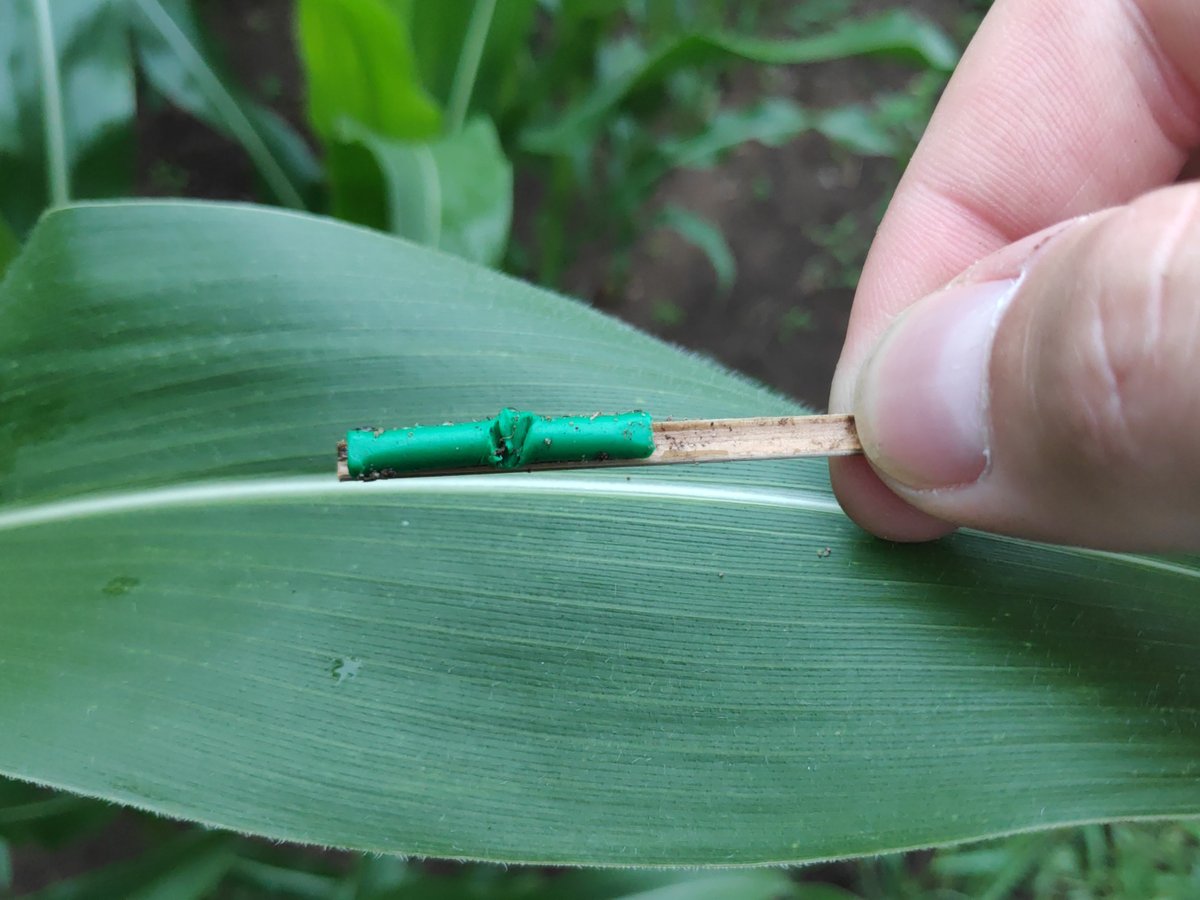 Here are more proofs of Fabian's work! Busy predators in Sweden, as indicated by insect, bird, and mammal bites <a href="/fboetzl/">Fabian A. Boetzl</a>