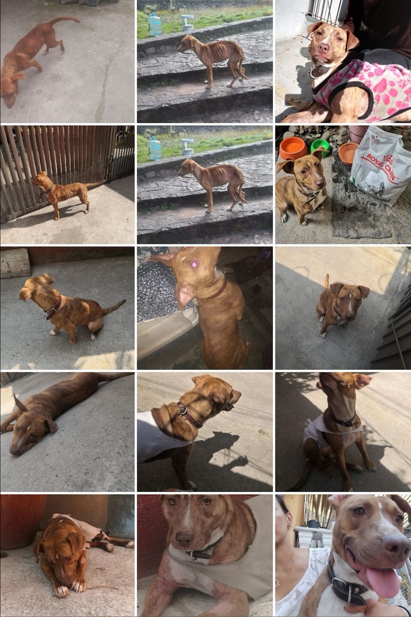 Es una buena chica, sabe sentarse, dar la patita, dar vueltas, es muy cariñosa y agradecida, creo que todos los que son afortunados de salir de la calle lo son. Canela les desea un buen viernes.