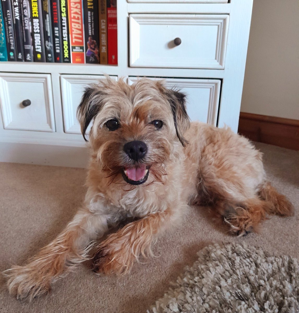 Indicators (clue in the name)are for 'indicating' your intentions, so why do so many 🤪  indicate to come off the motorway when they are already practically on the slip road! Its like if I had a 💩 on the carpet and then asked to go out. Pointless!🙄
#BTposse