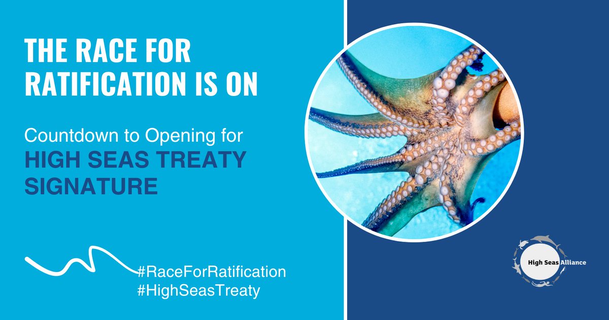 ⌛ Countdown to the #HighSeasTreaty signature meeting!

On the 20th September, countries will meet to sign and ratify the Treaty for it to become international law as soon as 60 countries do so.

highseasalliance.org #BBNJ #RaceForRatification #RatifyNow