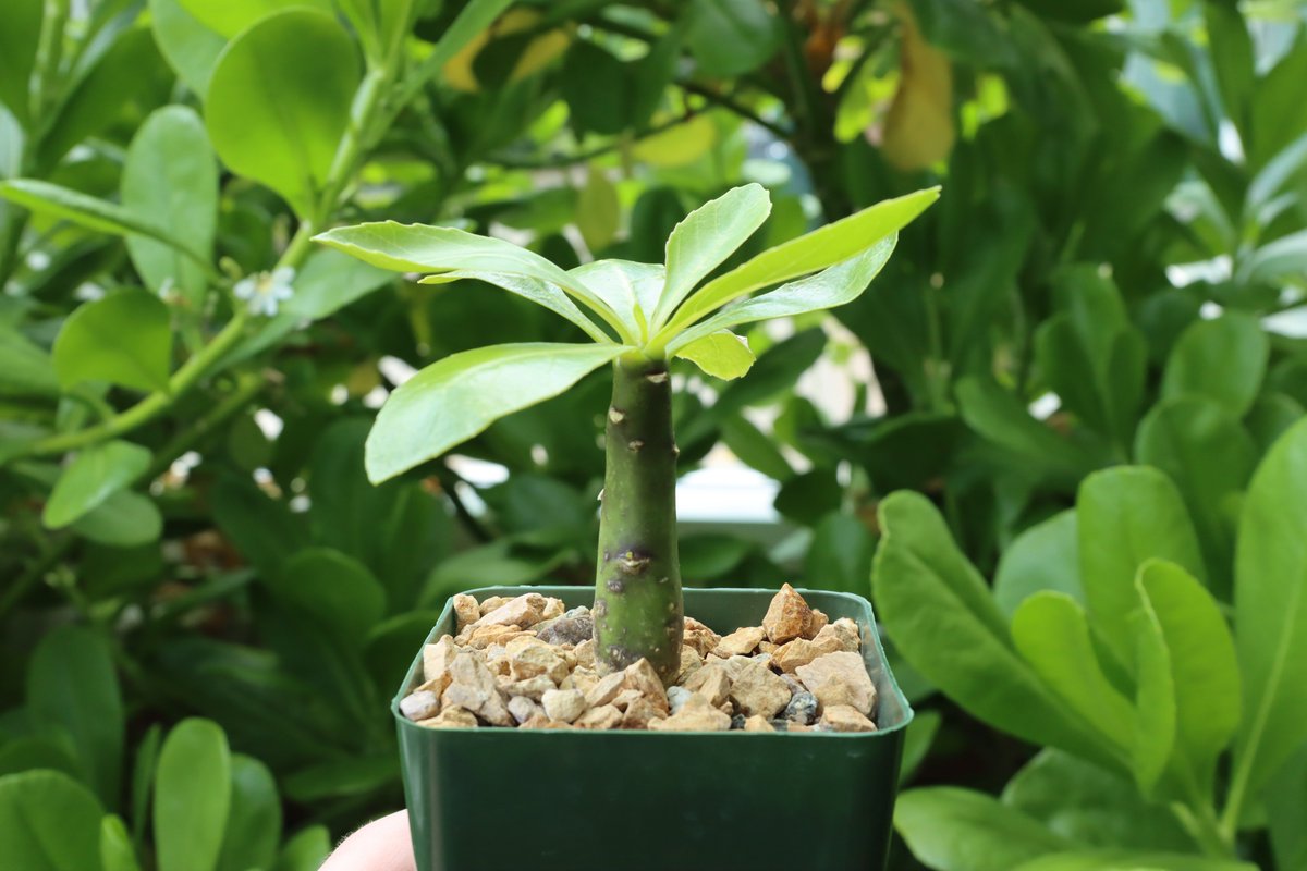 The Hawaiian sphinx moth (Manduca blackburni) is a hawk moth and could be the lost pollinator of the Holulu - an Extinct in the Wild plant that we grow at the <a href="/IndianapolisZoo/">Indianapolis Zoo</a> as part of our White River Gardens collection. #MothWeek 8/