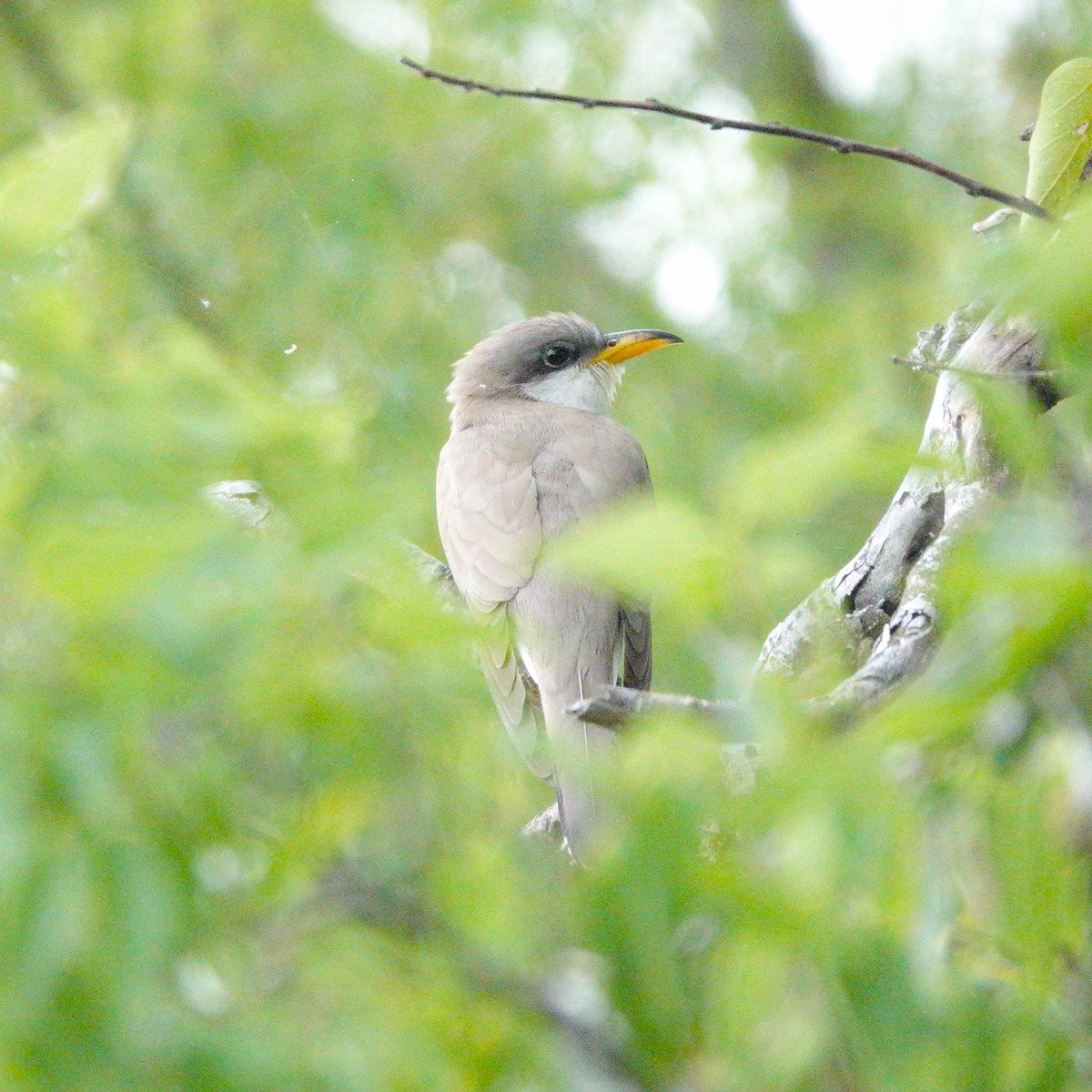 david_schmittou's tweet photo. Yellow-billed Cuckoo. 05-28-23 These birds always generate excitement in Central Park, but I saw at least one a day birding around San Antonio. #yellowbilledcuckoo #cuckoos #birding #birdphotography #birdcp #birdcpp #birds #birdphotos #birdsoftexas https://t.co/Azq1LI6hY4