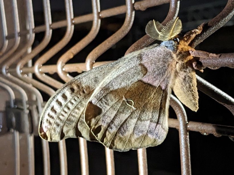 And here is a stunning moth spotted at the <a href="/IndianapolisZoo/">Indianapolis Zoo</a> recently by one of our Horticulture staff members. Thank you, Joseph, for sharing your photo of this cecropia moth (Hyalophora cecropia) - which is the largest moth species in North America. #MothWeek 9/