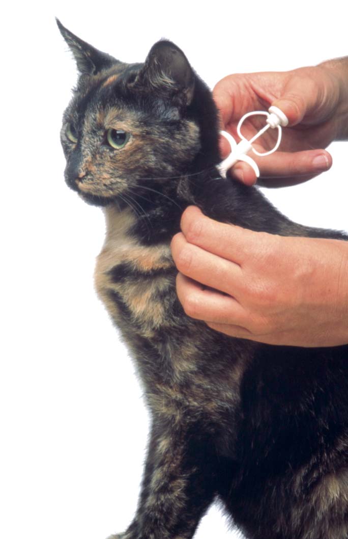 As maandag 31-7 kun je bij Caressa 76 to Artis nog gratis een chip laten zetten bij je kat. Ja kan zelf de registratie online doen of de dierenarts om hulp vragen. Laatste dag en op is op. Bel ze voor een afspraak 020-6228567