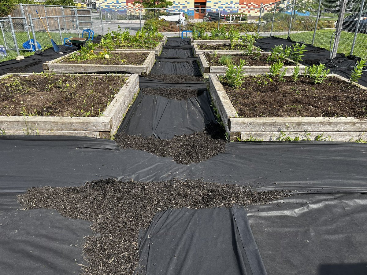 StBenedictOCSB's tweet photo. The grounds around the beds are covered &amp; ready for @StBenedictOCSB students #ocsbeco club to spread the rest of the mulch in September. 
Lots of creative problem solving today instead of just 1 wheelbarrow! #ocsboutdoored #ocsb 🌱🪴🫛👩🏼‍🌾🧑🏾‍🌾👨🏼‍🌾 https://t.co/lIALgBTmHZ