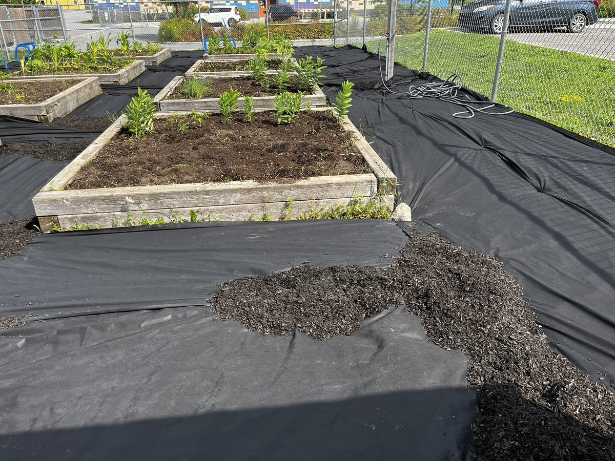 StBenedictOCSB's tweet photo. The grounds around the beds are covered &amp; ready for @StBenedictOCSB students #ocsbeco club to spread the rest of the mulch in September. 
Lots of creative problem solving today instead of just 1 wheelbarrow! #ocsboutdoored #ocsb 🌱🪴🫛👩🏼‍🌾🧑🏾‍🌾👨🏼‍🌾 https://t.co/lIALgBTmHZ