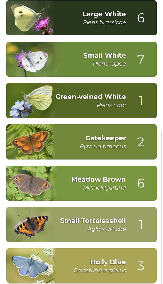 Day 3 of doing the Big Butterfly Count, this time at my allotment! 7 species for the count in total, 8 species seen in total (small skippers) 💚 #butterfly #conservation #CitizenScience <a href="/savebutterflies/">Butterfly Conservation 🦋</a>