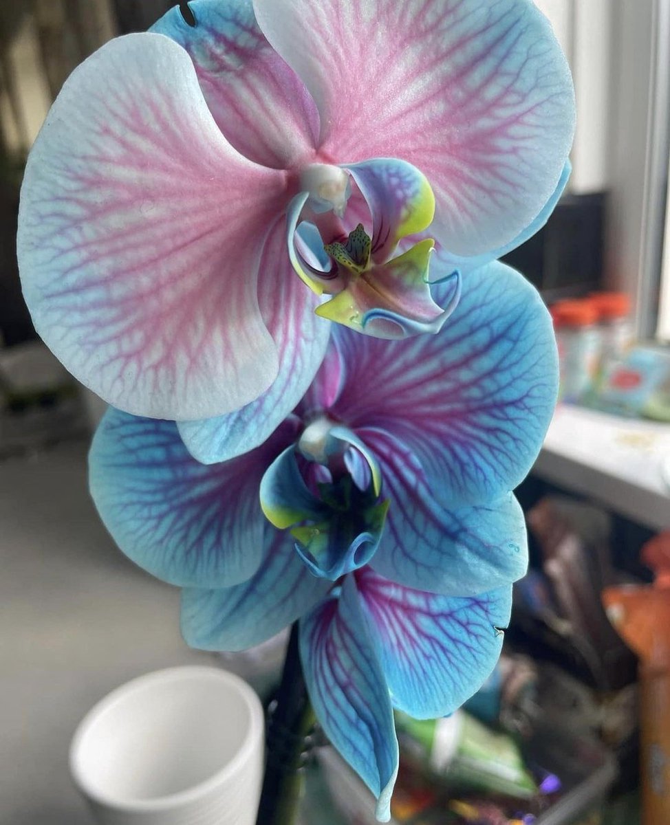 Orchid so beautiful it looks fake🌿