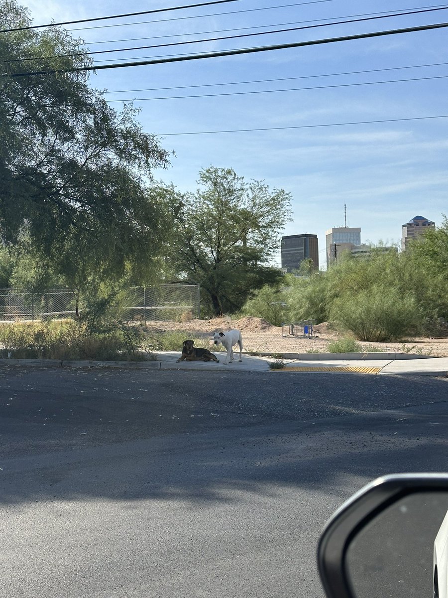 almakarina's tweet image. @whatsuptucson 2 dogs walking around on Granada and St Marys