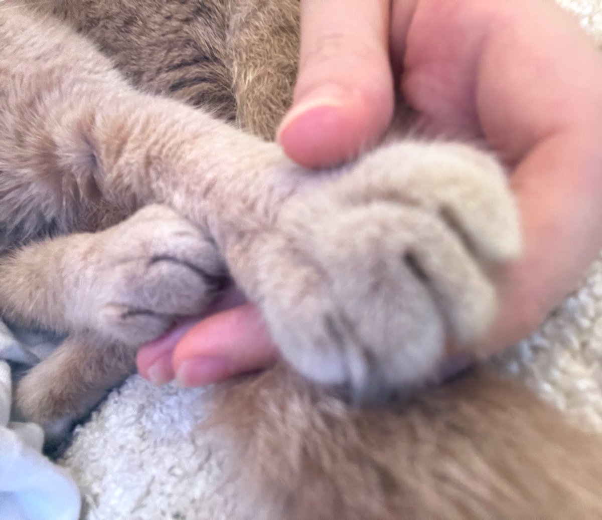 毎日ミアと手繋いで寝てます
かわゆいおてて
それより私の指が
むっちり過ぎて
クロワッサンやねんけど https://t.co/Mfzyc5eyfH