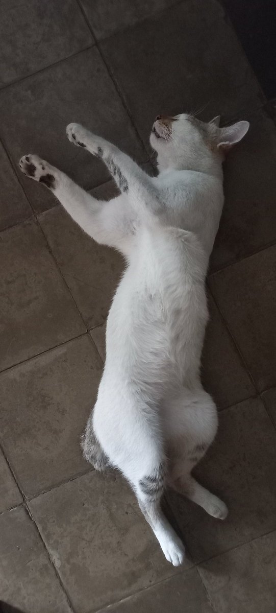 AlGhuyub's tweet photo. @majeliskucing @Alie_Fahnoor Gaya tidurnya bebas si Utul https://t.co/vXkrQTwuL4