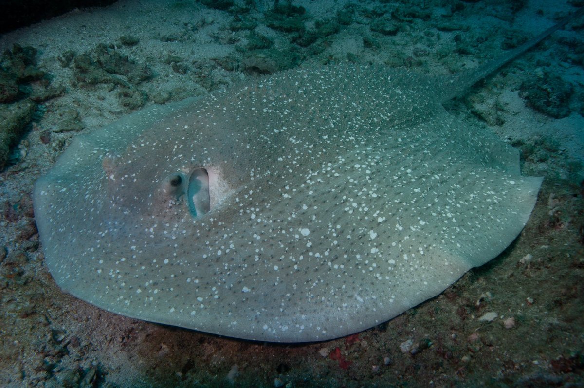 Happy #FlatSharkFriday! This is a porcupine ray (Urogymnus asperrimus),  found throughout the tropical Indo-Pacific and off West Africa. It inhabits inshore coral rubble, sand and seagrass habitats. It has a large, plain disc and thin tail without venomous spines.