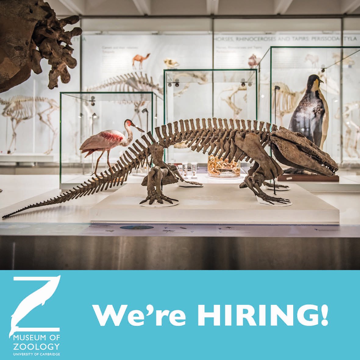 ZoologyMuseum's tweet photo. Jumpstart the weekend with some exciting news! We’re HIRING! 🤩 We’re looking for an Assistant Conservator to come and join our team. To find out more and apply, please visit https://t.co/4RKDnVQHza #MuseumJobs #MuseumJob https://t.co/sDtMh0yJVJ