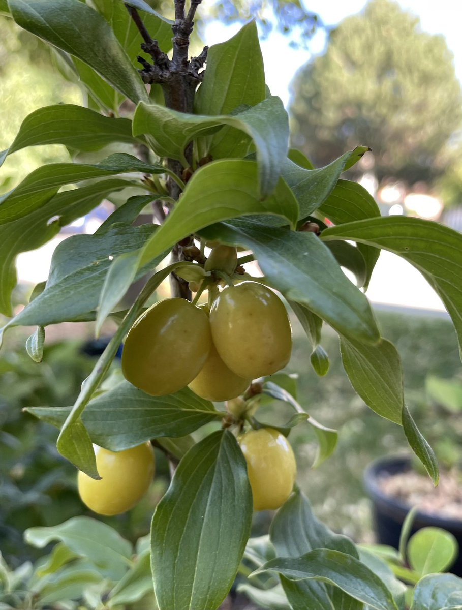 JayBirdGarden's tweet photo. Cornelian cherry (Cornus mas, USDA zones 4-8) developing fruits: https://t.co/5gqmMRnRKu