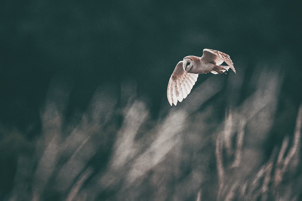 Shropwildlife's tweet photo. #barnowl #shropshire #photography https://t.co/DmDfAmB2VK