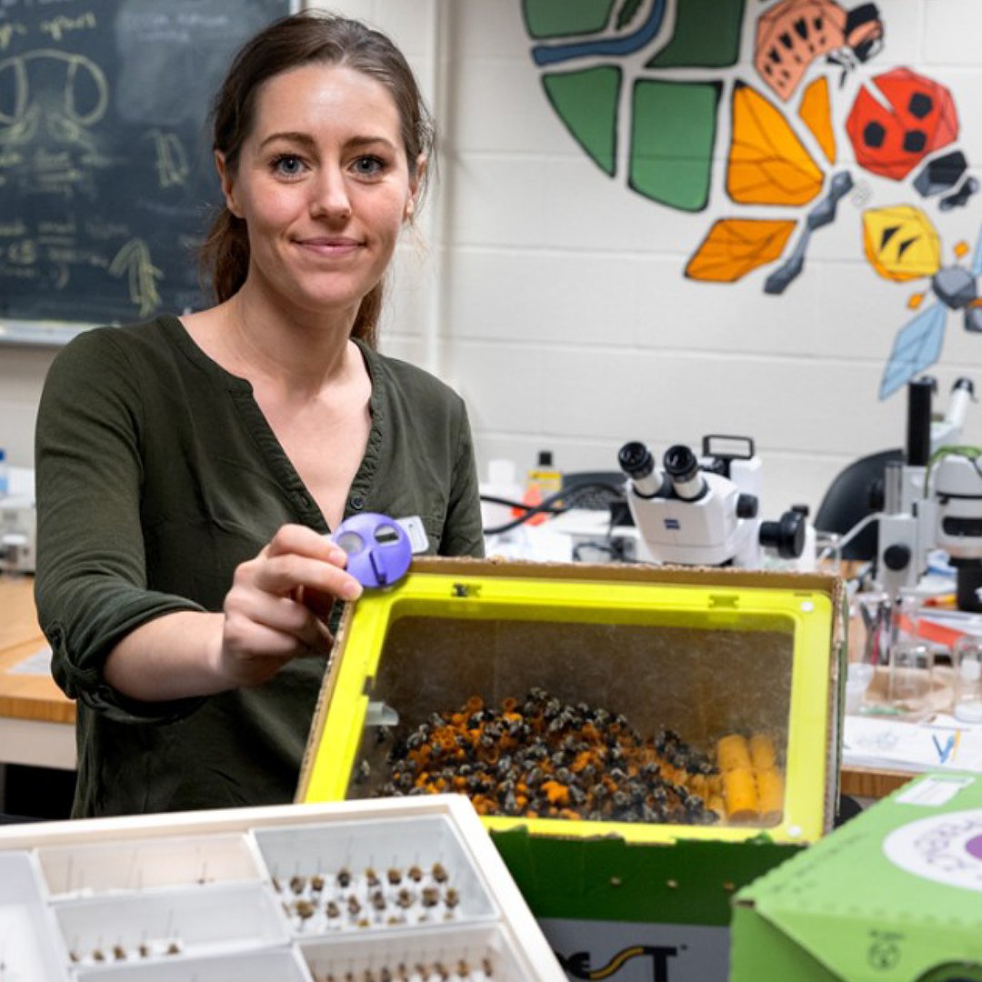 A Cornell study that revealed commercial eastern common bumblebee hives pose a threat to their wild counterparts has led Biobest Group to quickly adapt the bumblebee hive boxes they ship to growers. Read more → bit.ly/3Ov95jT
📷Ryan Young/Cornell University