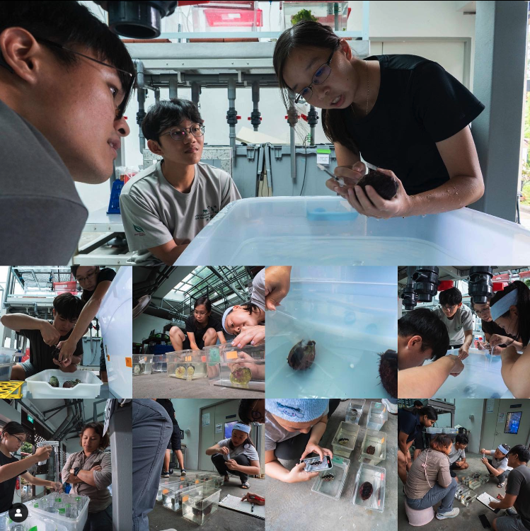 MeilinNeo's tweet photo. As we celebrate the success in culturing marine babies, I want to dedicate this to the hard working and dedicated people behind this success... Here's my awesome team hard at work with spawning giant clams! Photos by Kenneth Chin. #giantclamgirl #WeCanDoHardThings #SJINML #TMSI https://t.co/To1tPdeHUh
