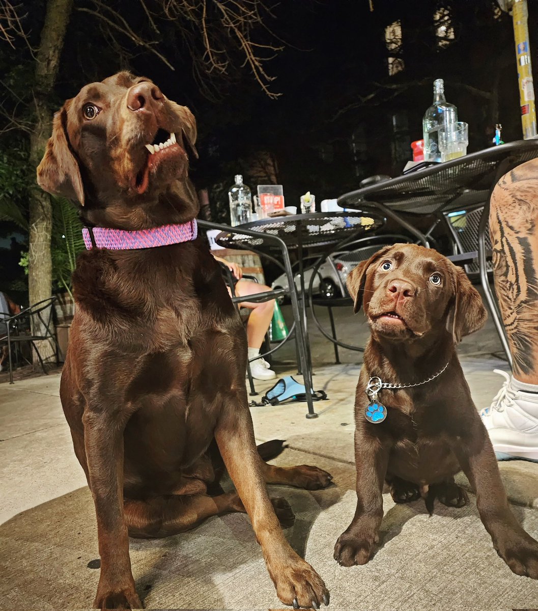IrishNobleman's tweet photo. Only the goodest puppers grace our patio 😍 
.
.
#dogs #irishnobleman #dogbar #chicagofoodanddrink #chicagobarscene #Chicago #chocolate #labs #patio #patiodogs #bardogs https://t.co/7Atyx2MZE4