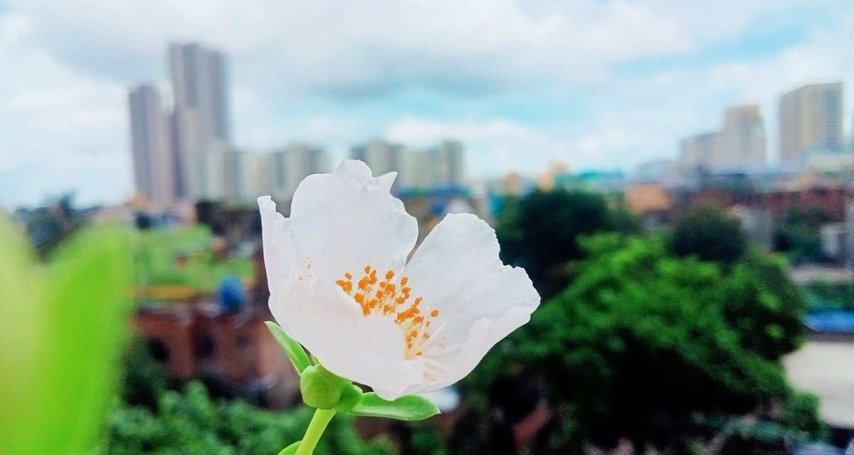 SujitMonda's tweet photo. #GoodEvening 
#NaturePhotography 
#Flower
#Kolkata 
#Cloudscape https://t.co/U1be7Q67GH