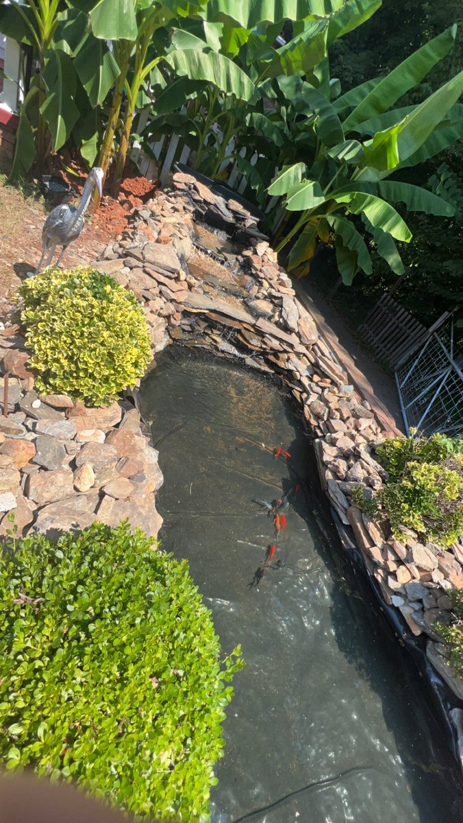 VictoriaPavon98's tweet photo. This counts as an art project, right?! Dad and I worked hard this week building a new fountain for our koi.  We transferred our fish from the old fountain to the new one today! We had the cutest supervisors this morning! 
#SCEsummerfunbingo https://t.co/rtrgHkkVgO