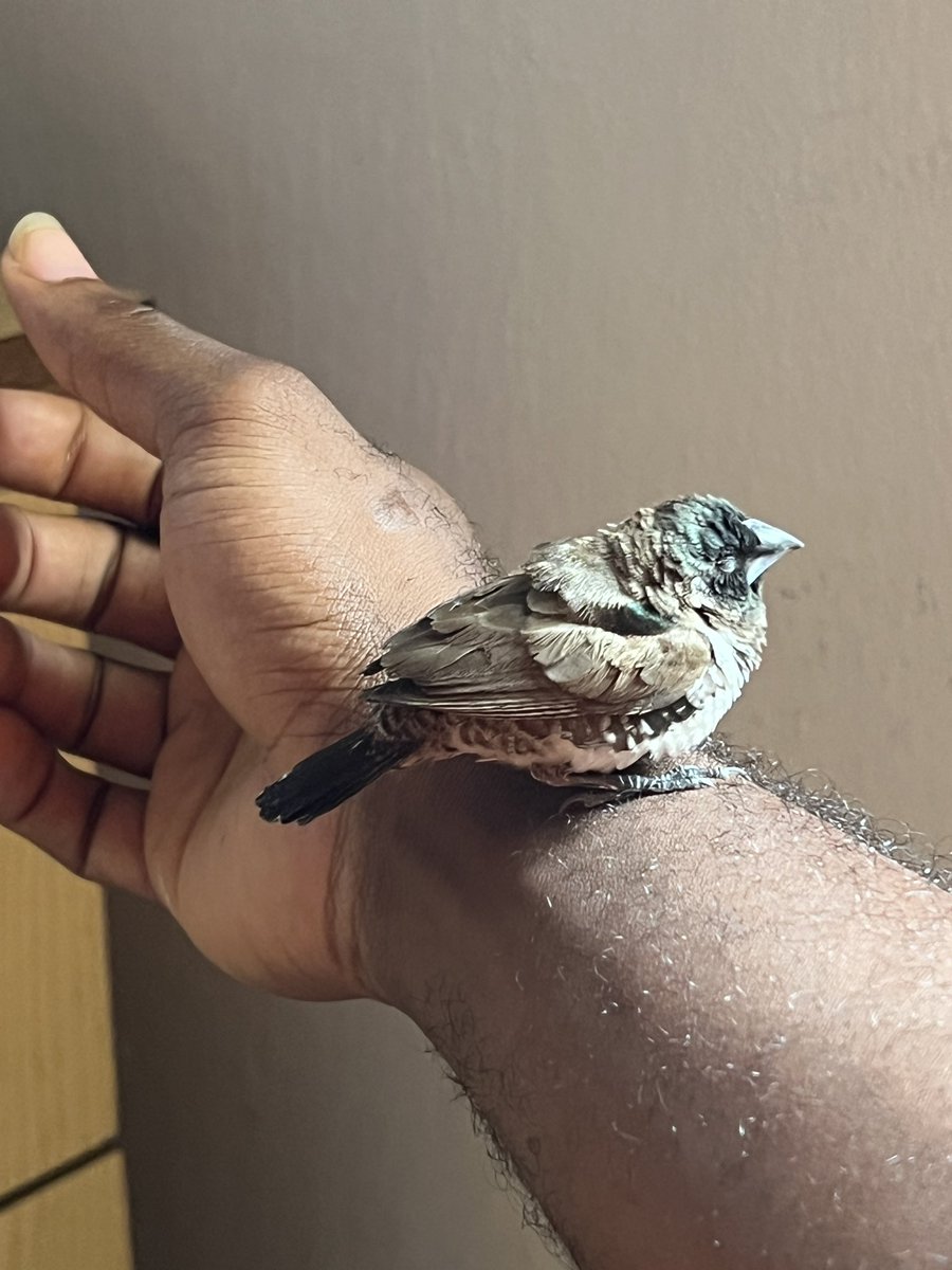 Prince Akachi tweet media