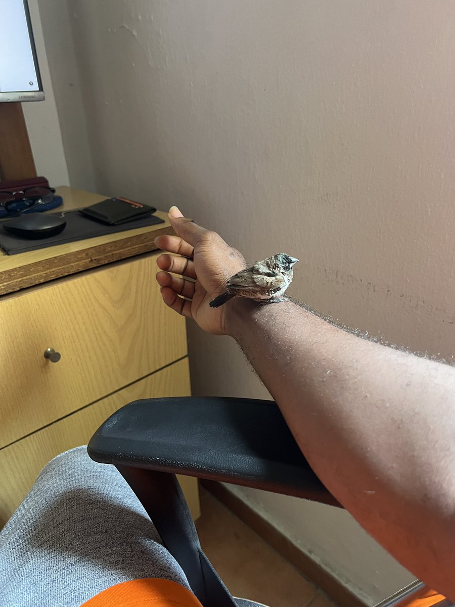 Prince Akachi tweet media