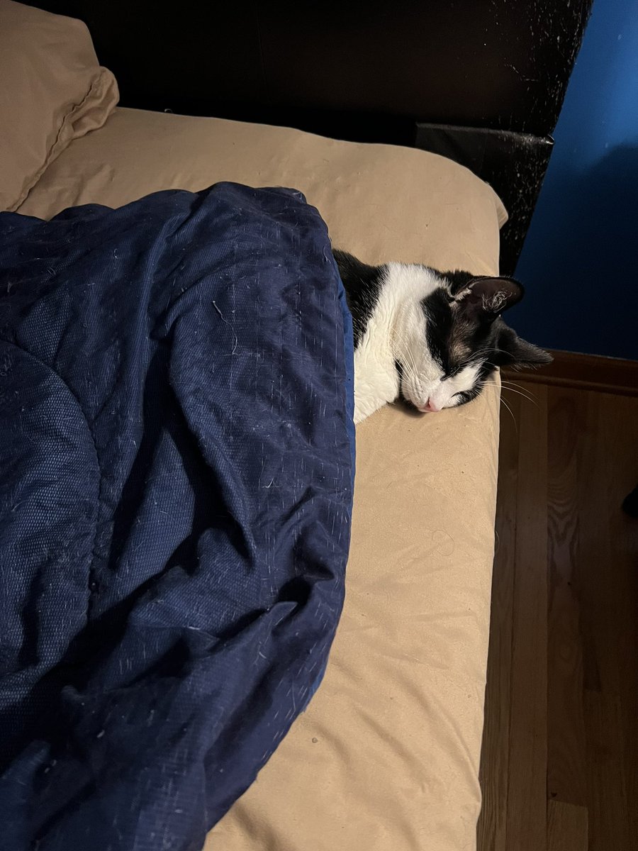 Enoughshed's tweet photo. #CaturdayEve #CatsOfTwitter #CatsOnTwitter https://t.co/itk6FLEDaw